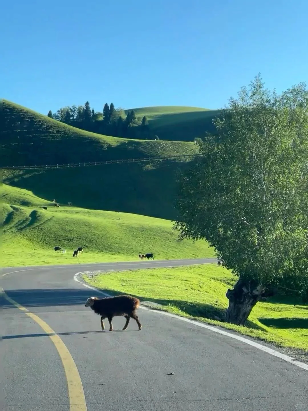被《国家地理》评为中国最美的公路有多绝‼️