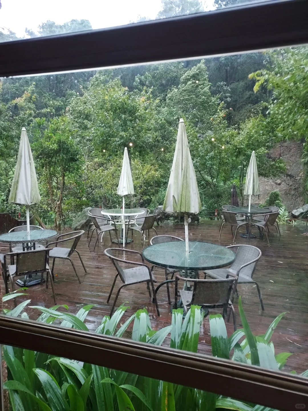 苗栗三義、漫步雲端