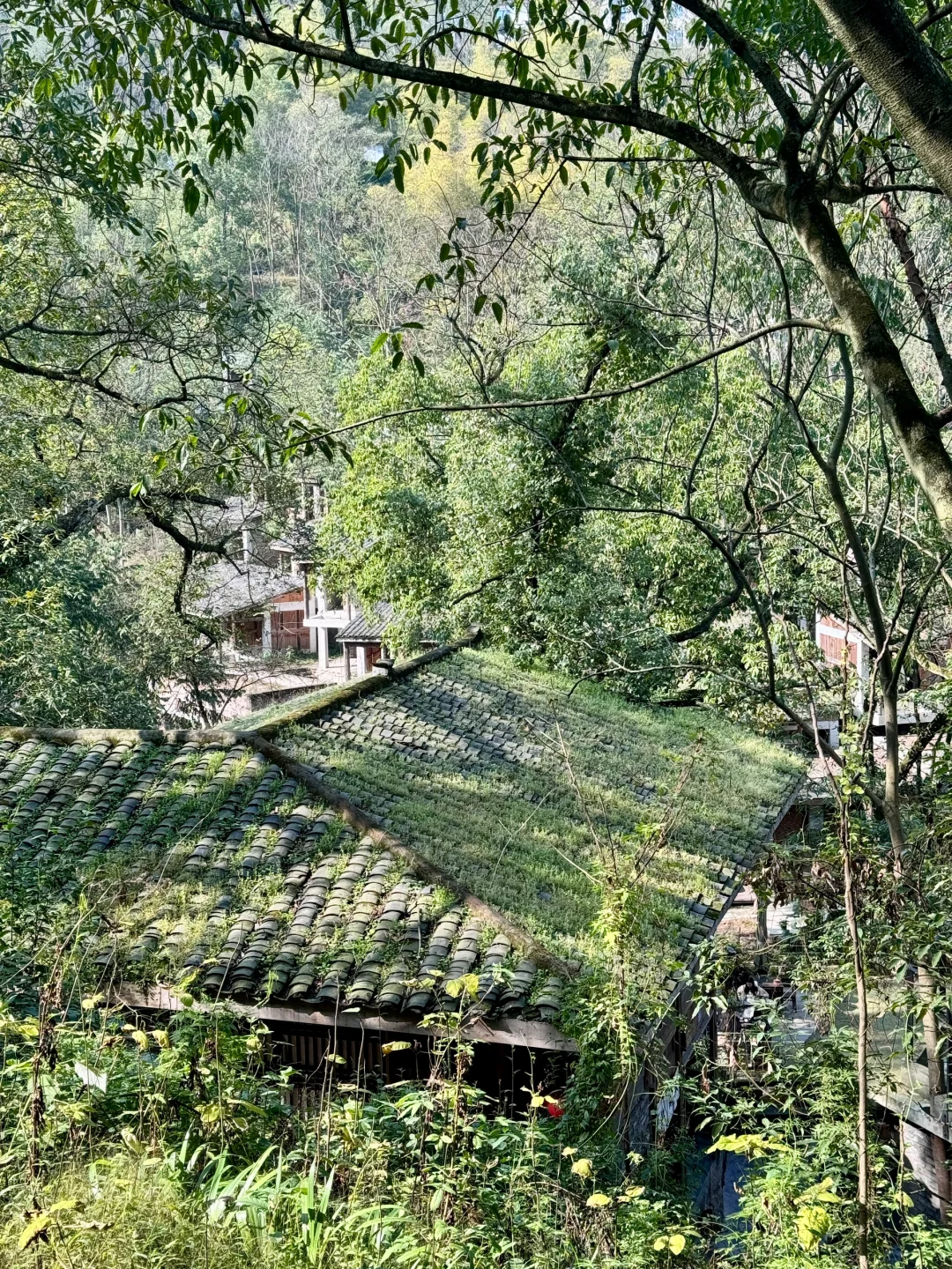 不是大理！！是重庆！！重庆！！治愈力+10000