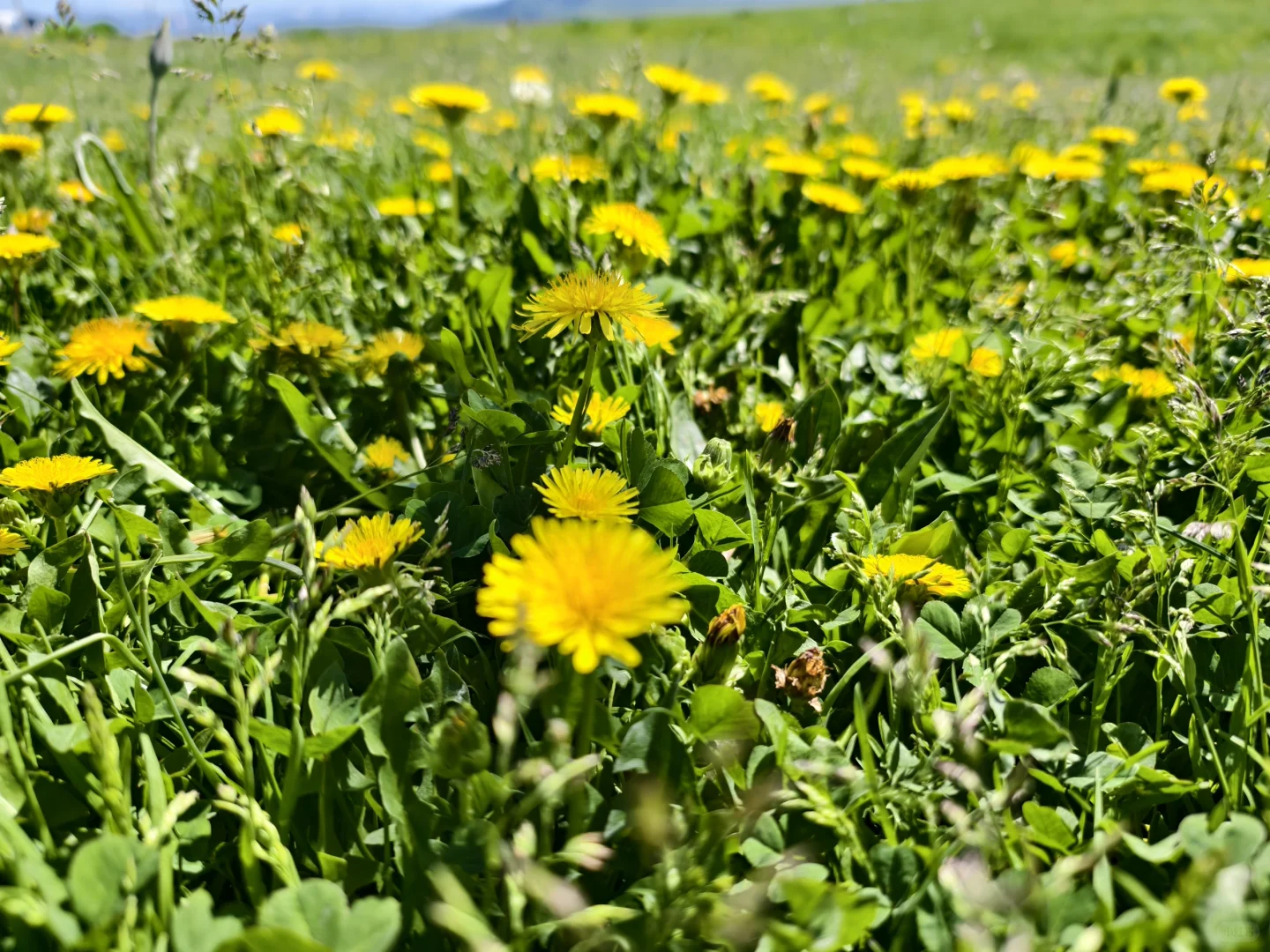 5月17日新疆那拉提，真的很治愈