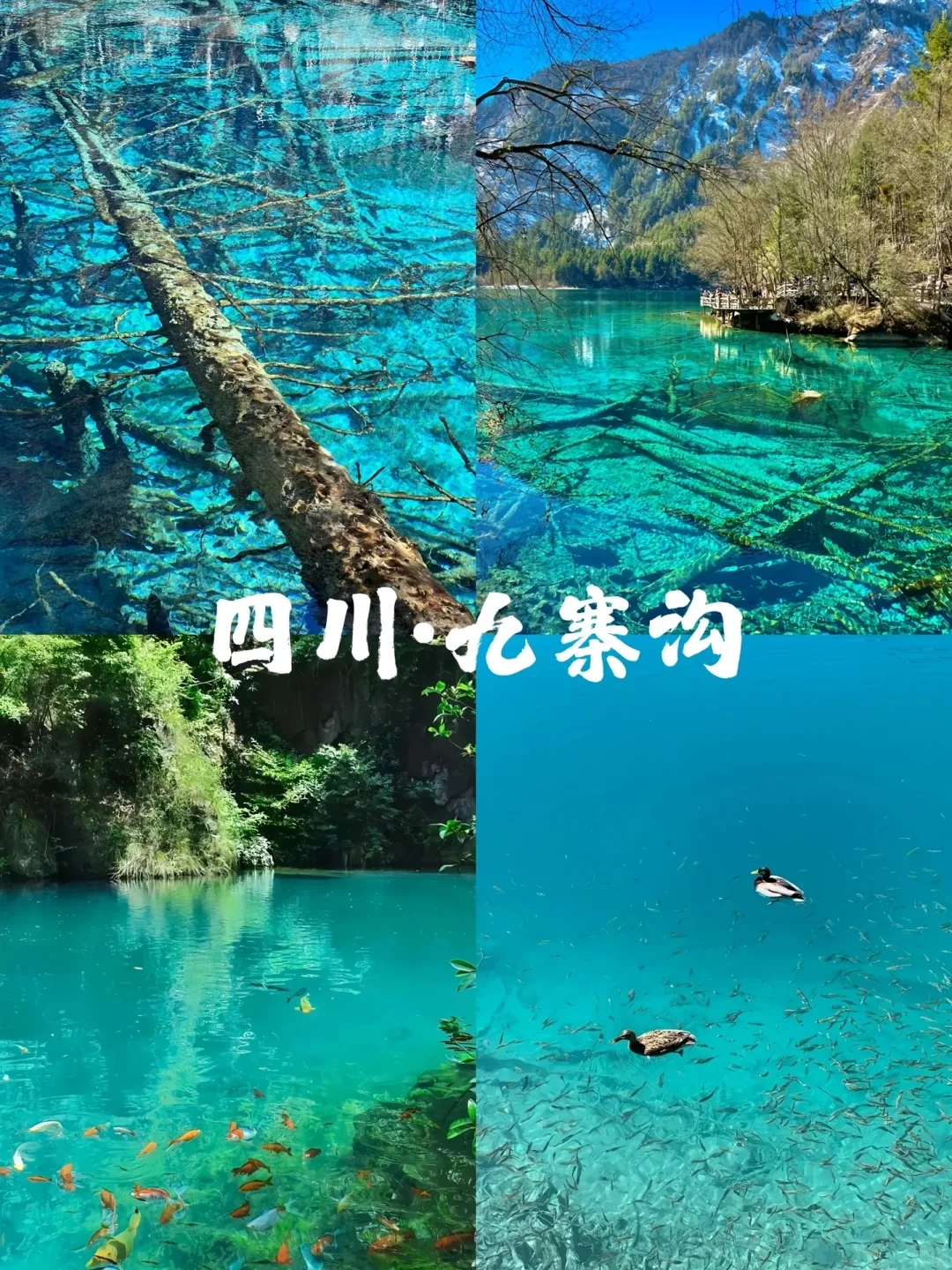 国内顶级景区⛰️你都去过哪里呢？