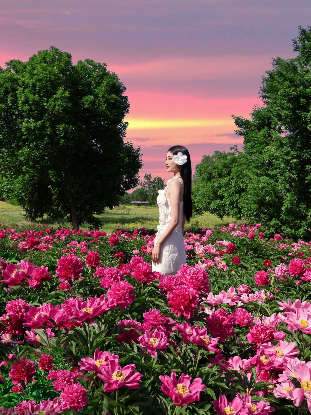 北京春日顶流🌸被问爆的限定芍药花海来了！