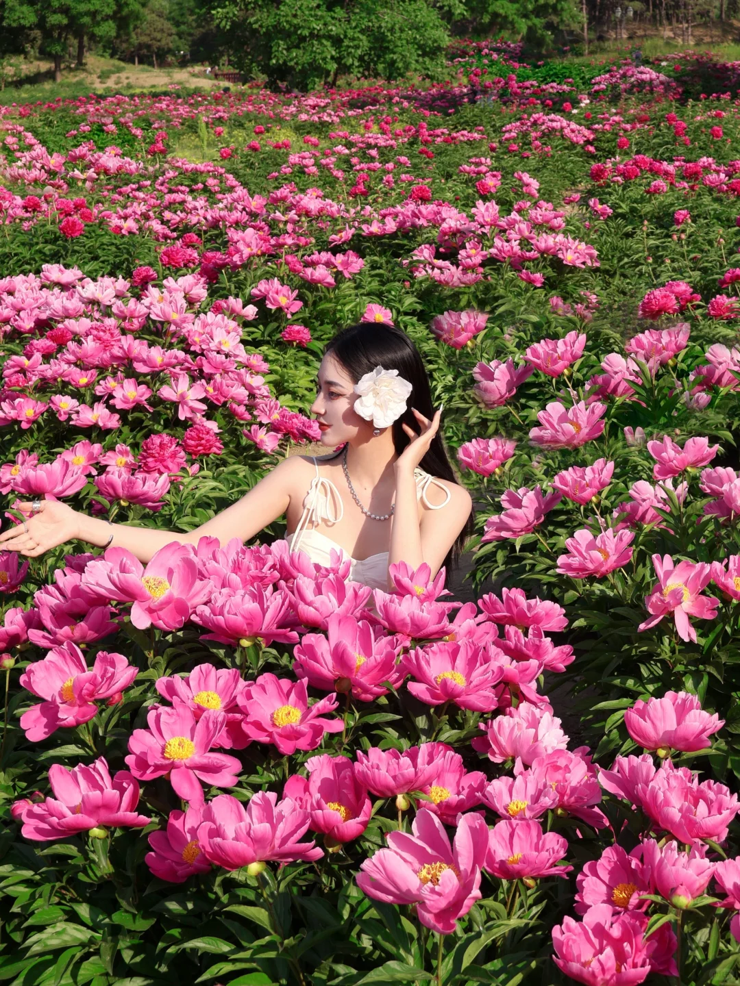 北京春日顶流🌸被问爆的限定芍药花海来了！