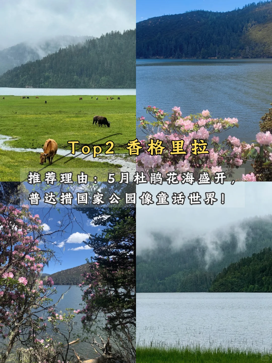 🌿 五月限定美景!学生党也能冲!