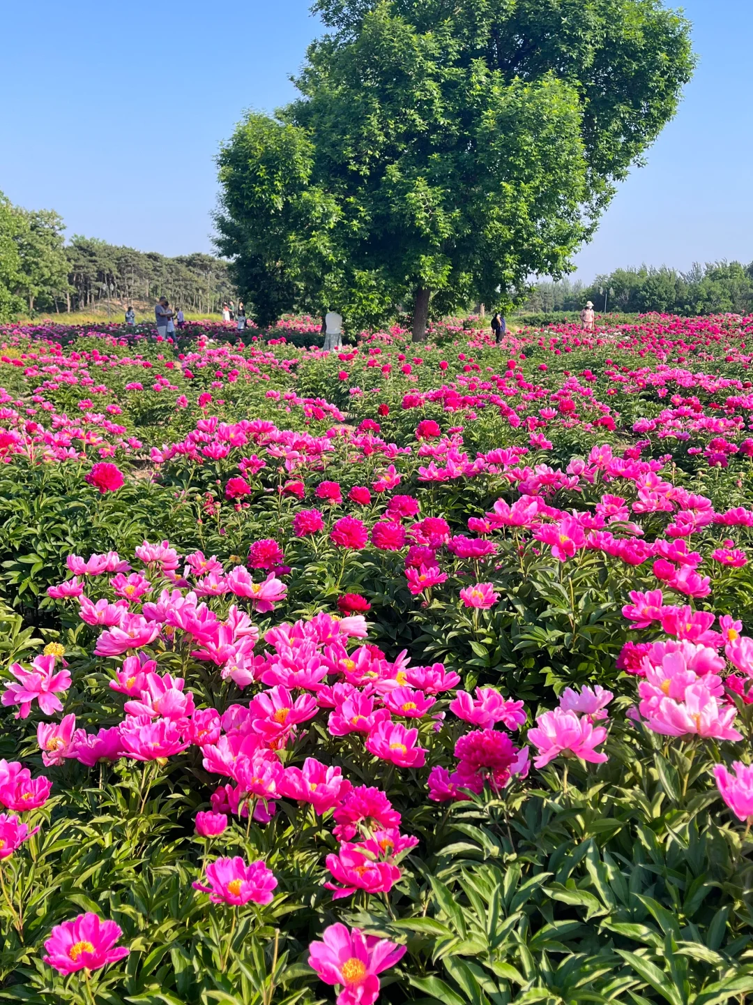 北京春日顶流🌸被问爆的限定芍药花海来了！