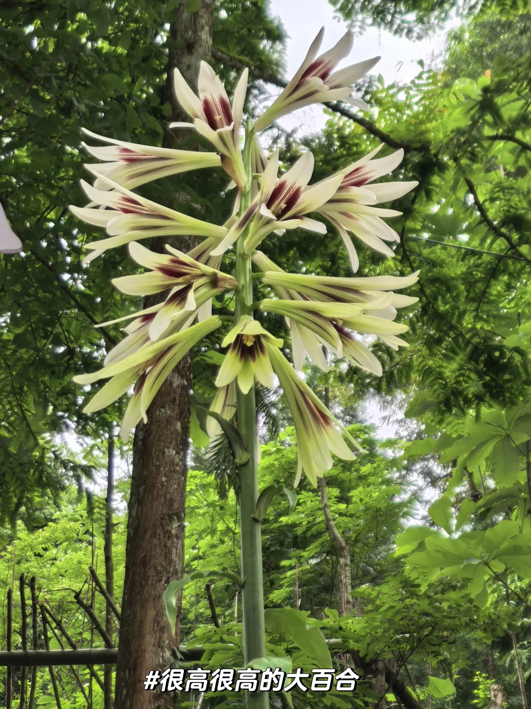 溜达日志|大邑大飞水：山野瀑布好清幽