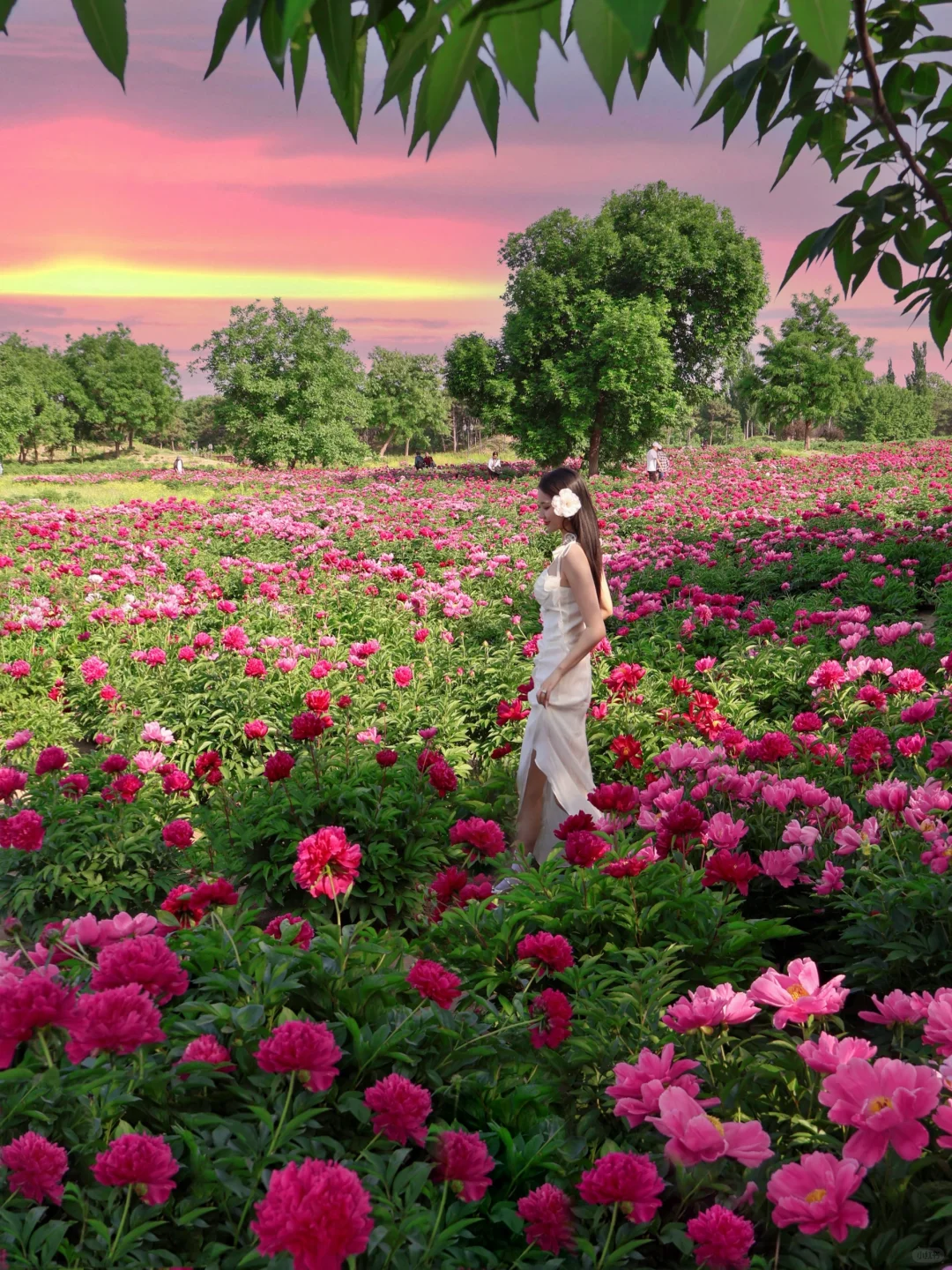 北京春日顶流🌸被问爆的限定芍药花海来了！