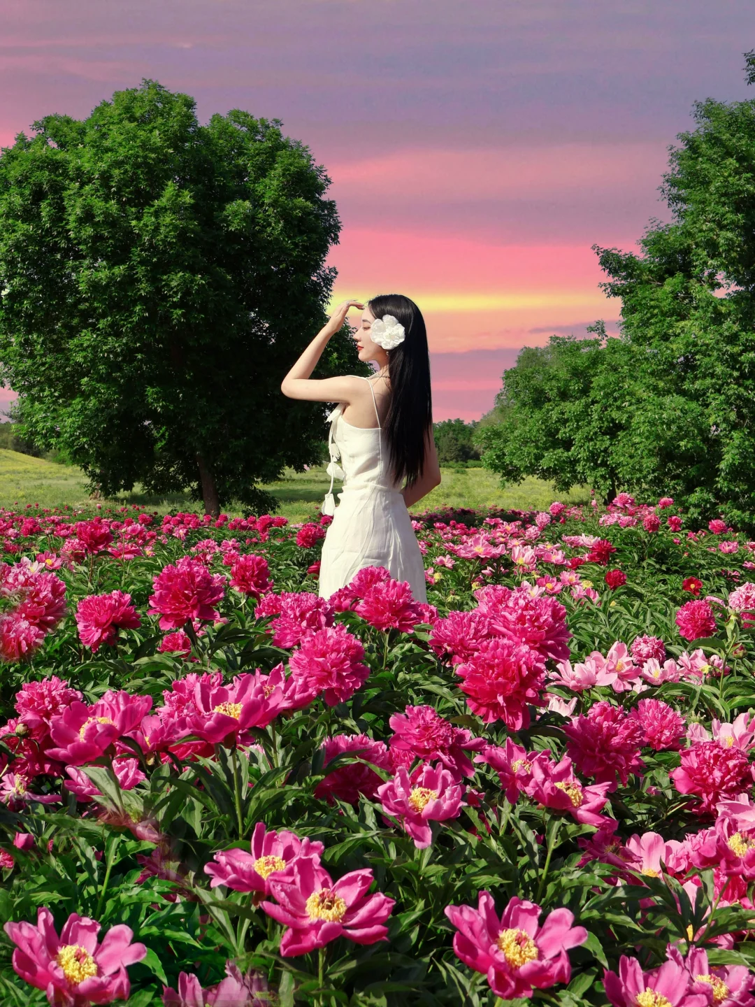 北京春日顶流🌸被问爆的限定芍药花海来了！