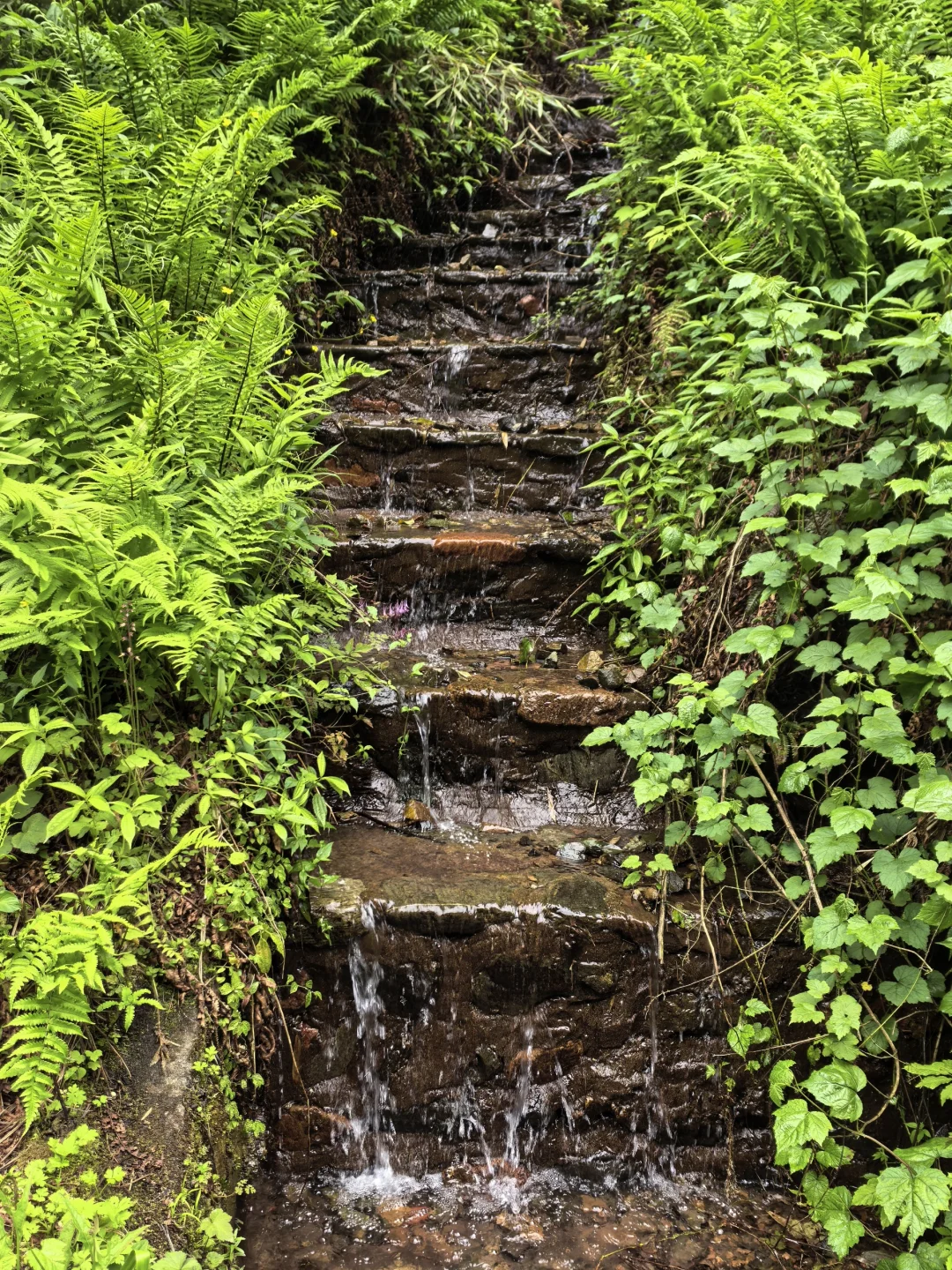 溜达日志|大邑大飞水：山野瀑布好清幽