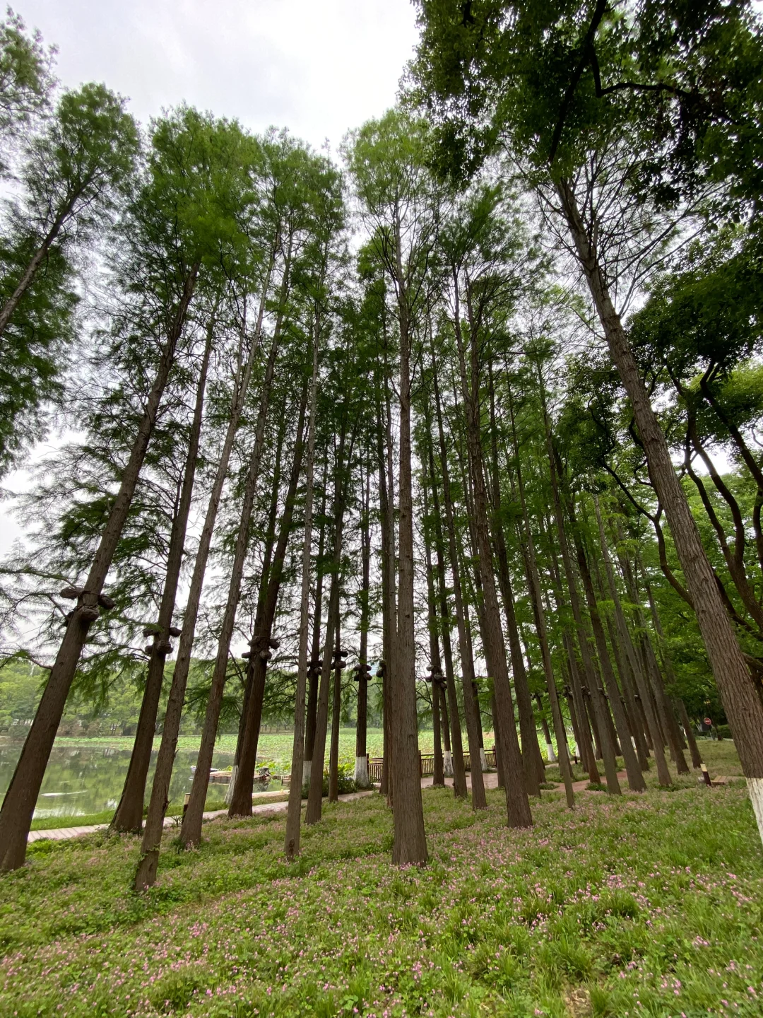 半日特种兵游武大-东湖💜