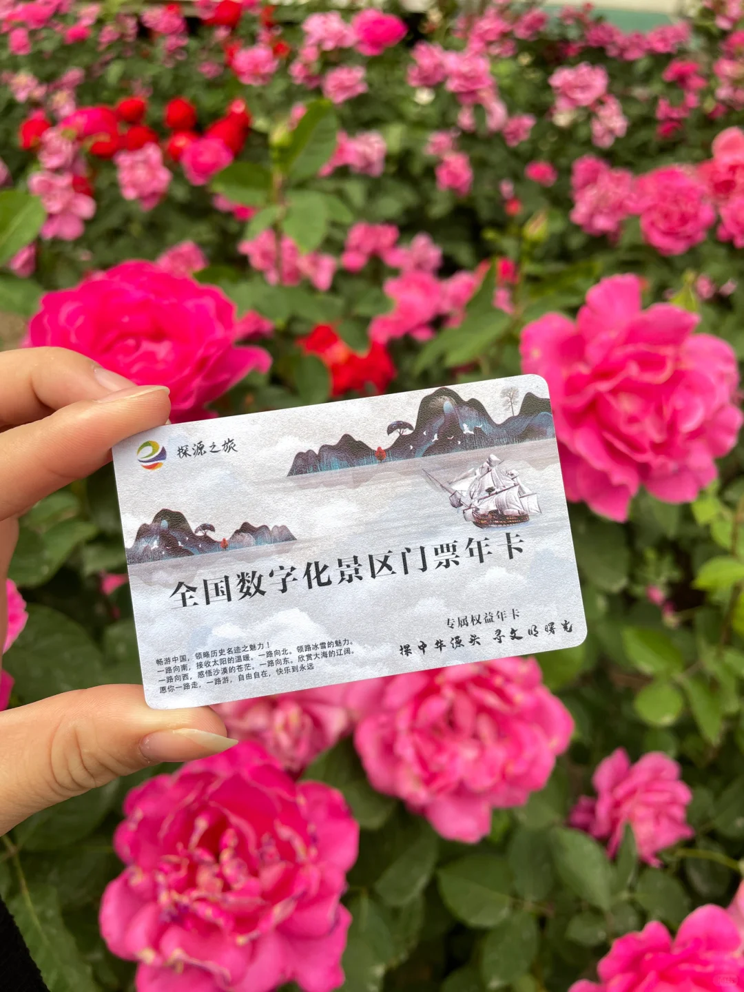 北京春日顶流🌸被问爆的限定芍药花海来了！