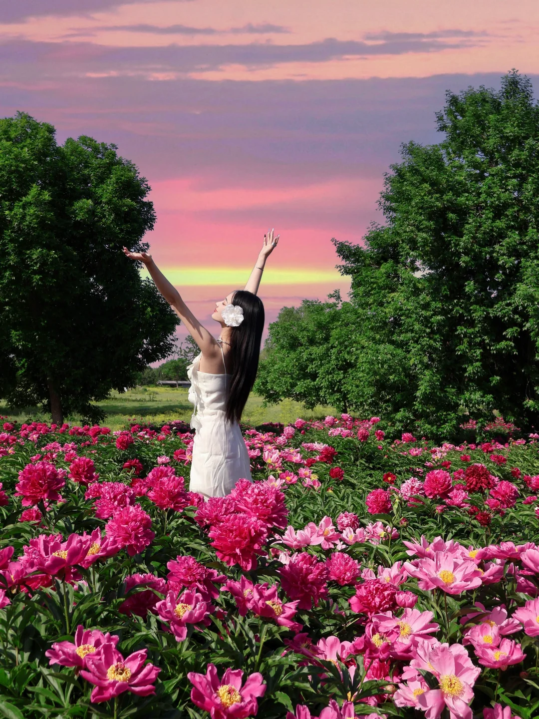 北京春日顶流🌸被问爆的限定芍药花海来了！