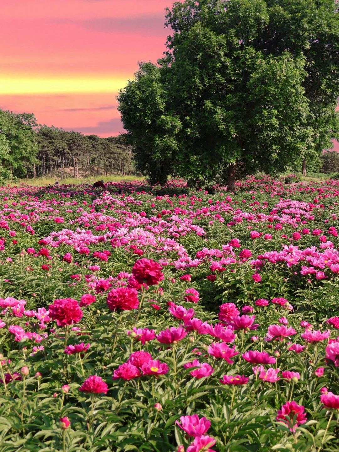 北京春日顶流🌸被问爆的限定芍药花海来了！