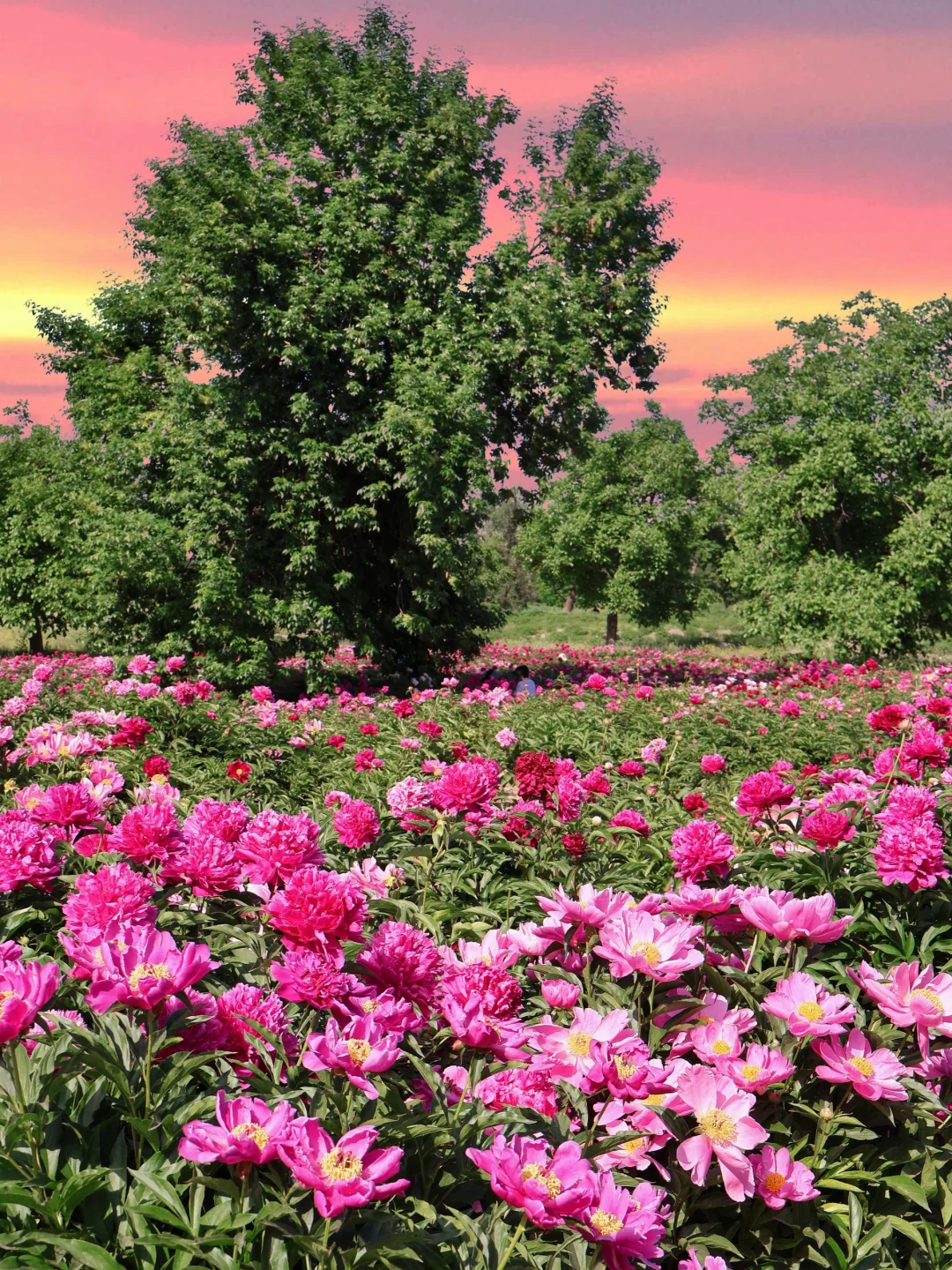 北京春日顶流🌸被问爆的限定芍药花海来了！