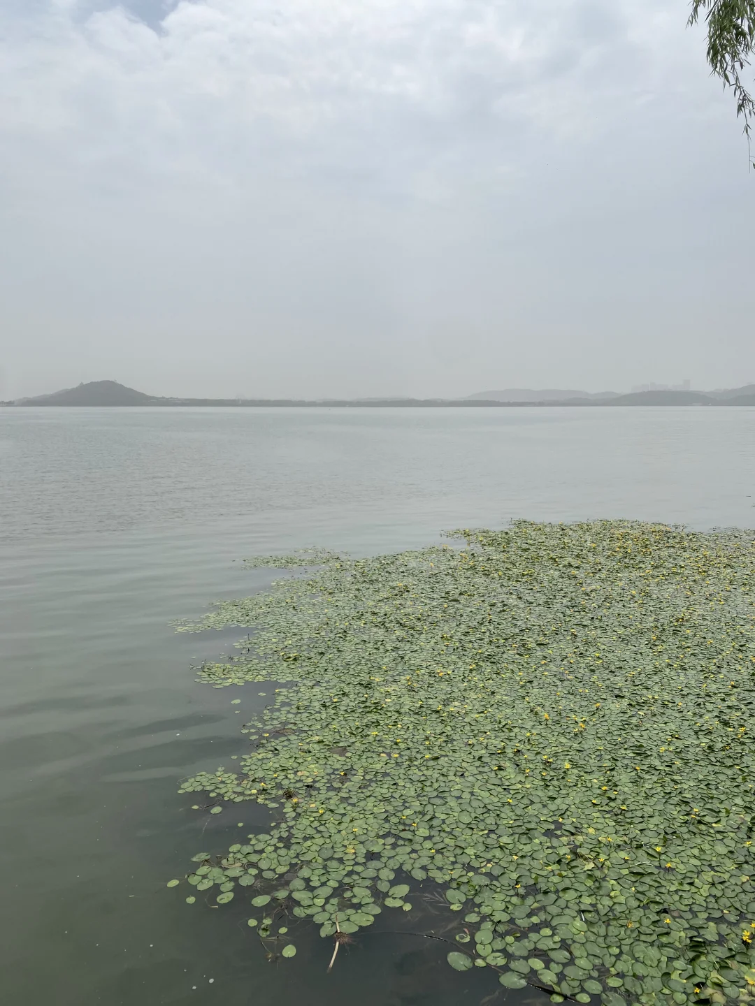 半日特种兵游武大-东湖💜