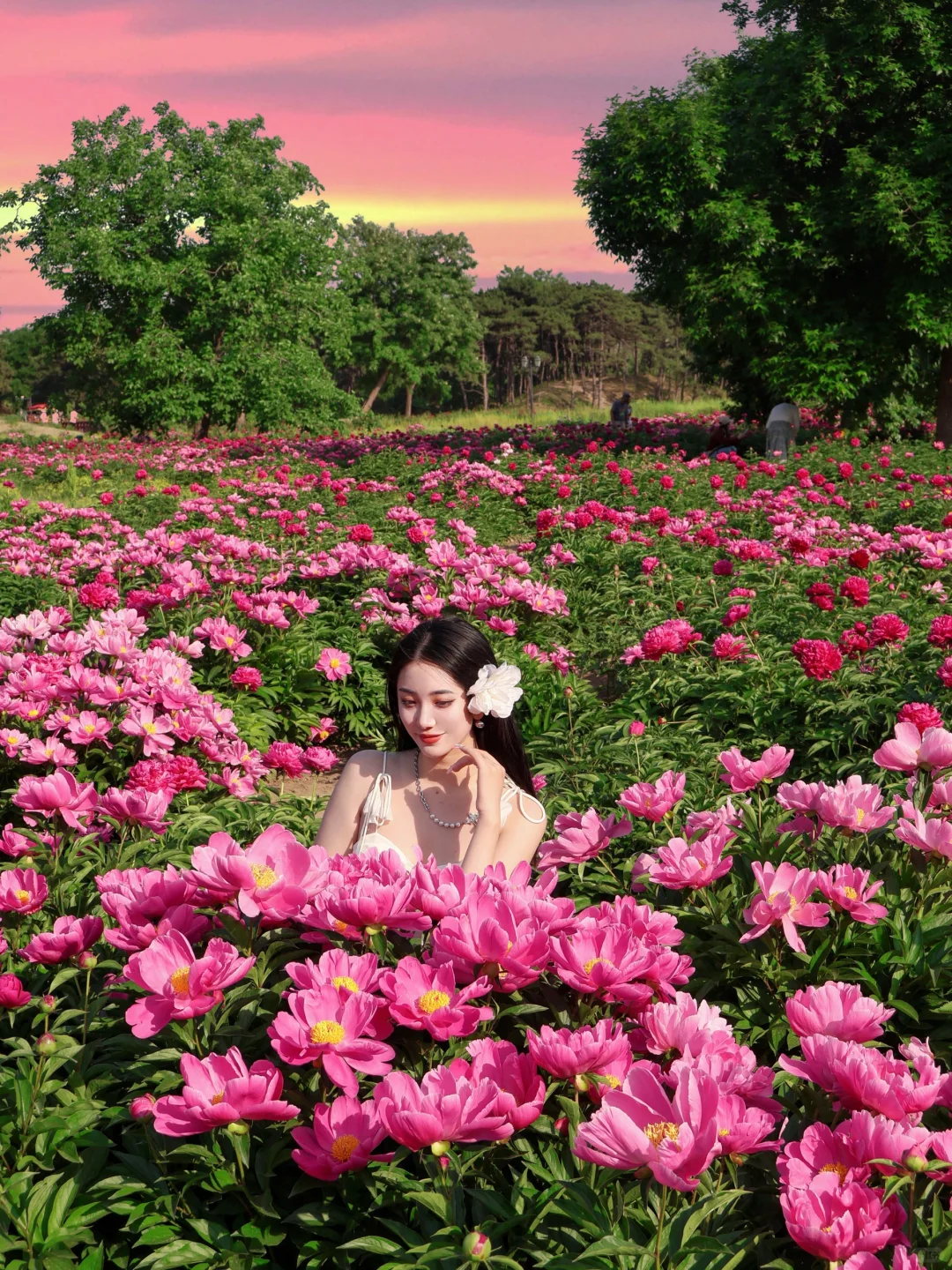 北京春日顶流🌸被问爆的限定芍药花海来了！