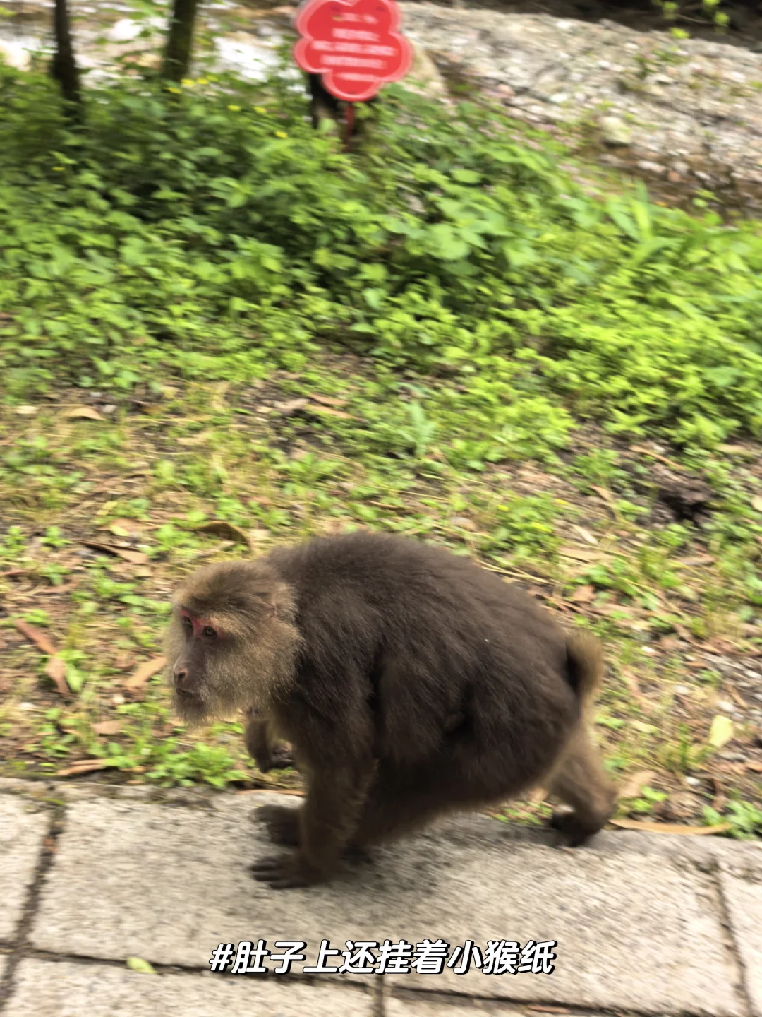 溜达日志|大邑大飞水：山野瀑布好清幽