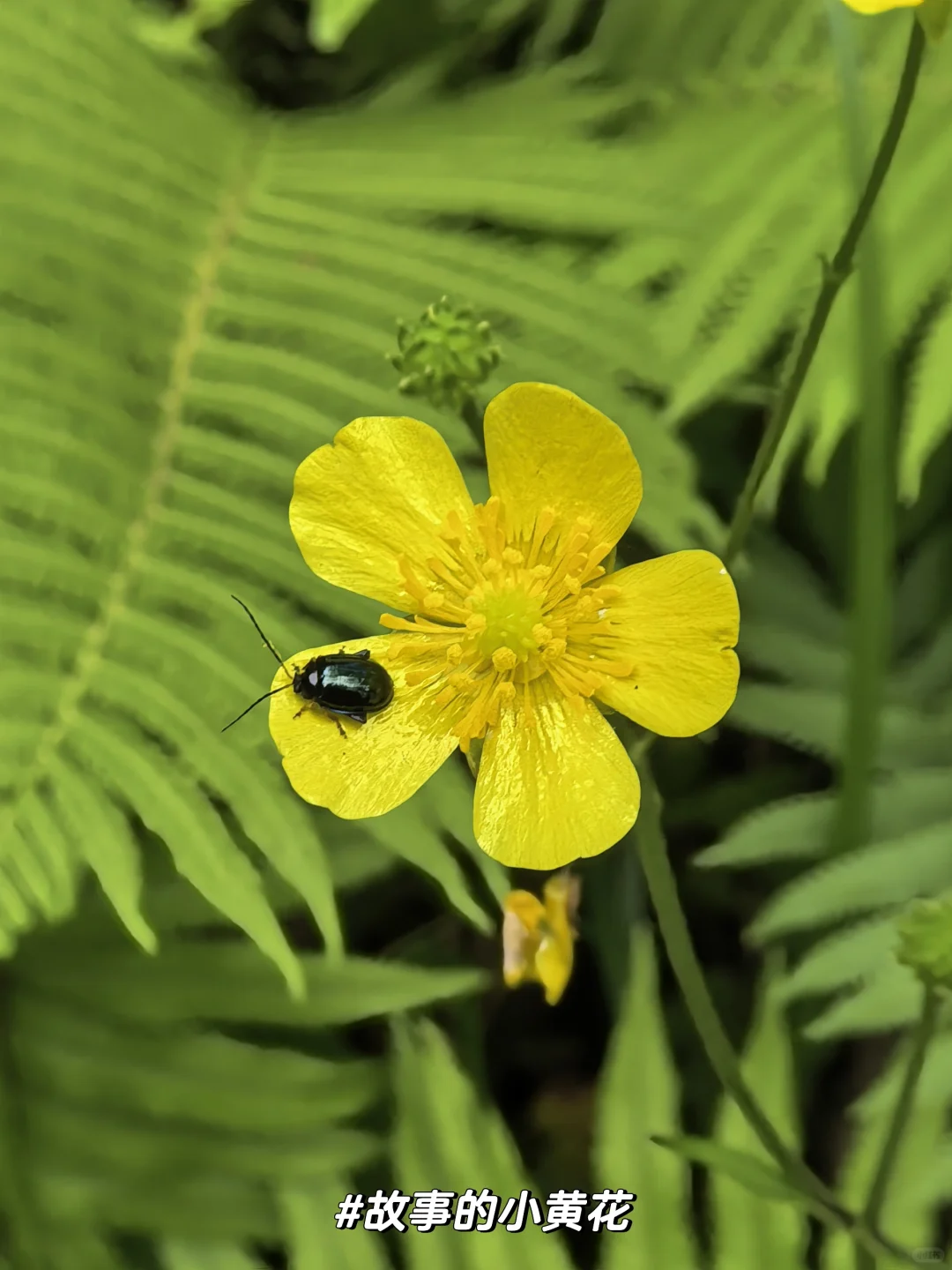 溜达日志|大邑大飞水：山野瀑布好清幽