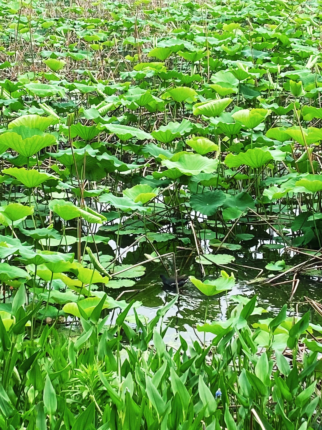 半日特种兵游武大-东湖💜