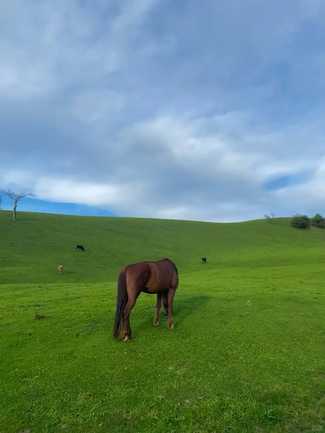 人生建议!一定要在5-6月去一次新疆…
