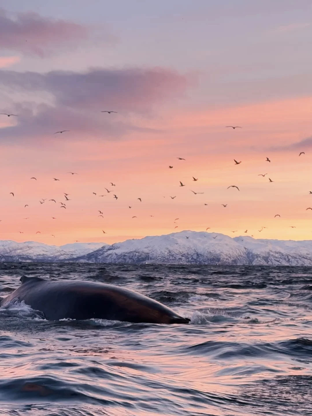 Live图的意义 极夜观鲸 画都不敢这么这么画