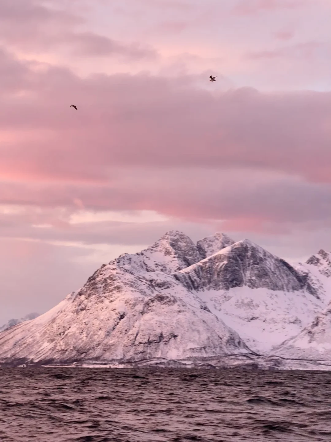 Live图的意义 极夜观鲸 画都不敢这么这么画