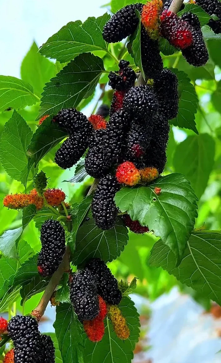 🌄成都出发德昌旅游攻略 | 入住峻豪酒店