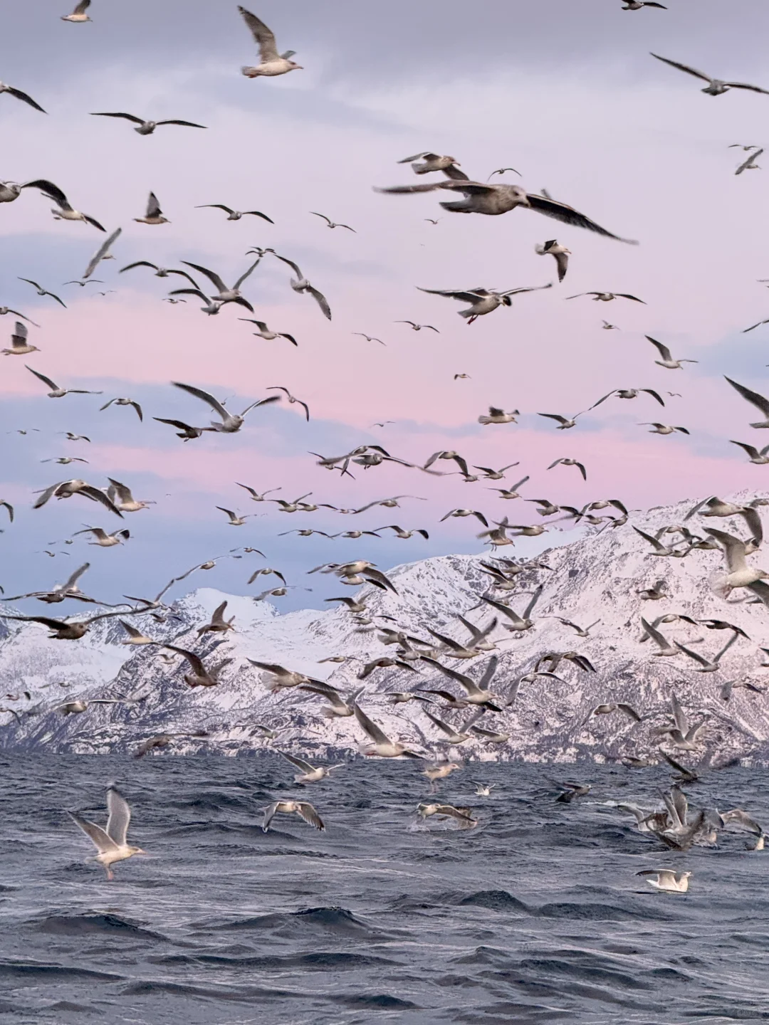 Live图的意义 极夜观鲸 画都不敢这么这么画