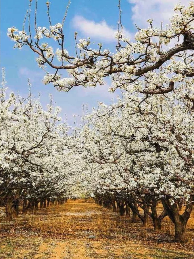 河北邯郸魏县|礼贤台·魏祠·神龟驮城