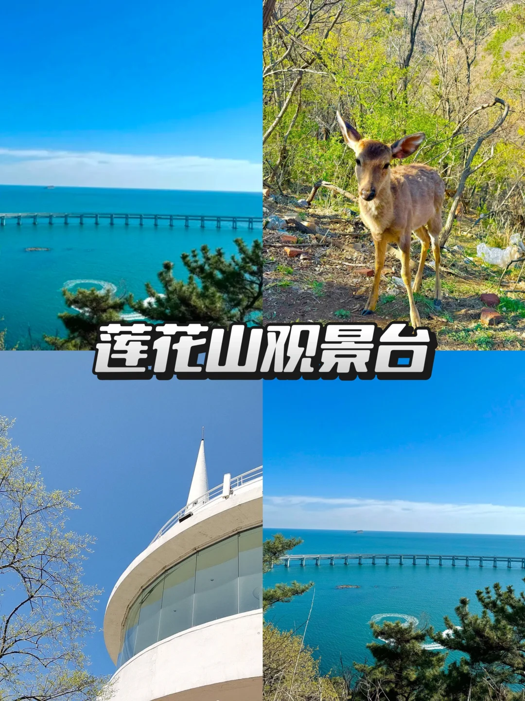 去大连前，听点不一样的大实话吧……