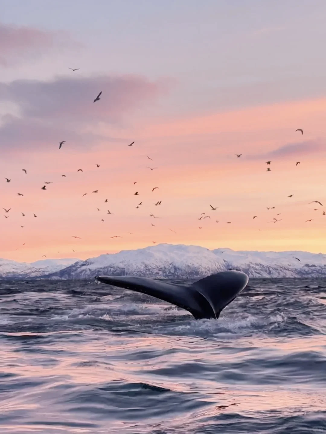 Live图的意义 极夜观鲸 画都不敢这么这么画