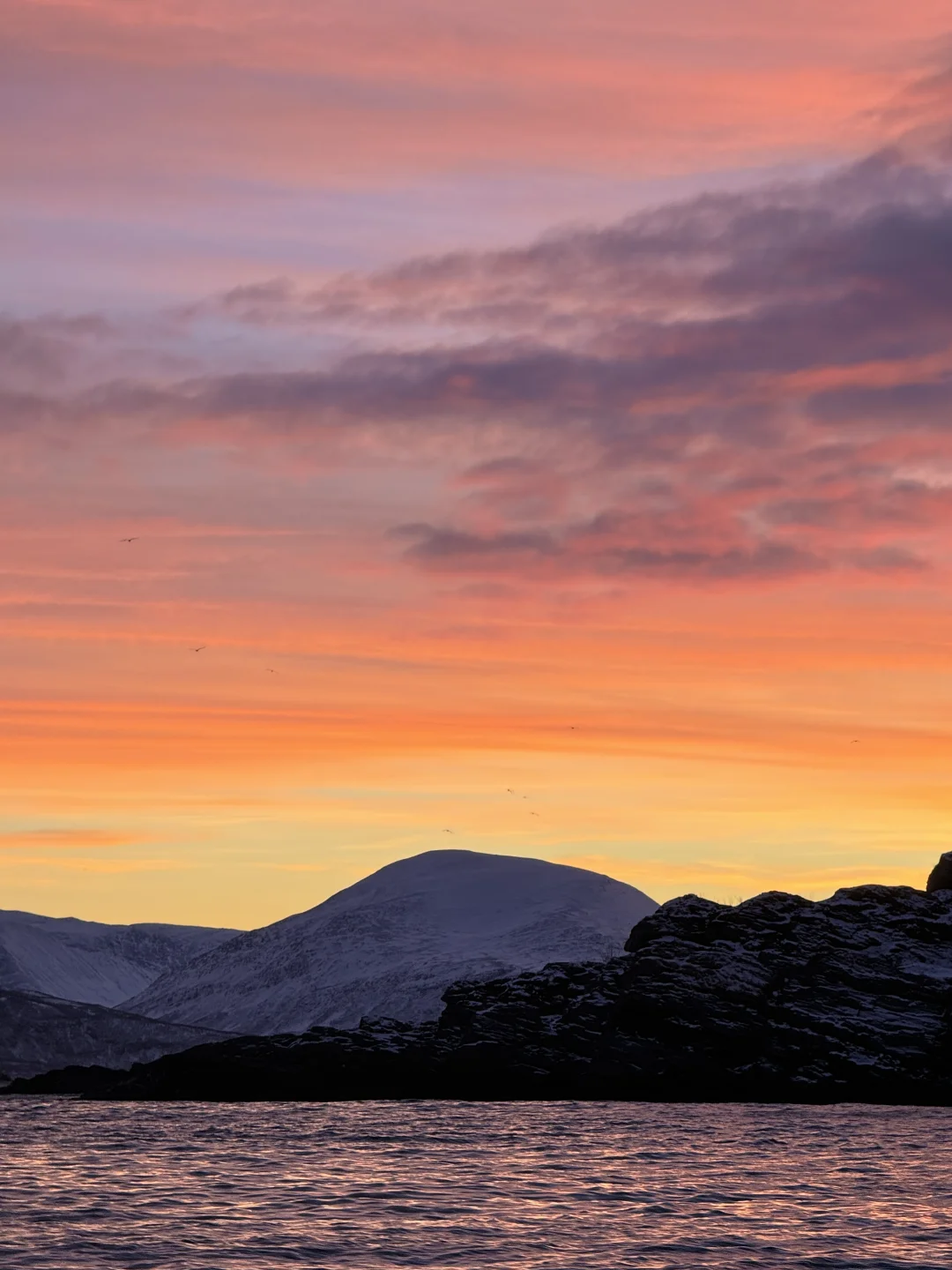 Live图的意义 极夜观鲸 画都不敢这么这么画