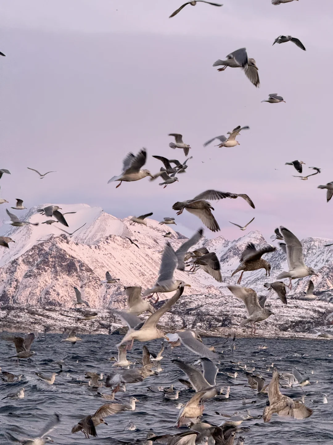 Live图的意义 极夜观鲸 画都不敢这么这么画