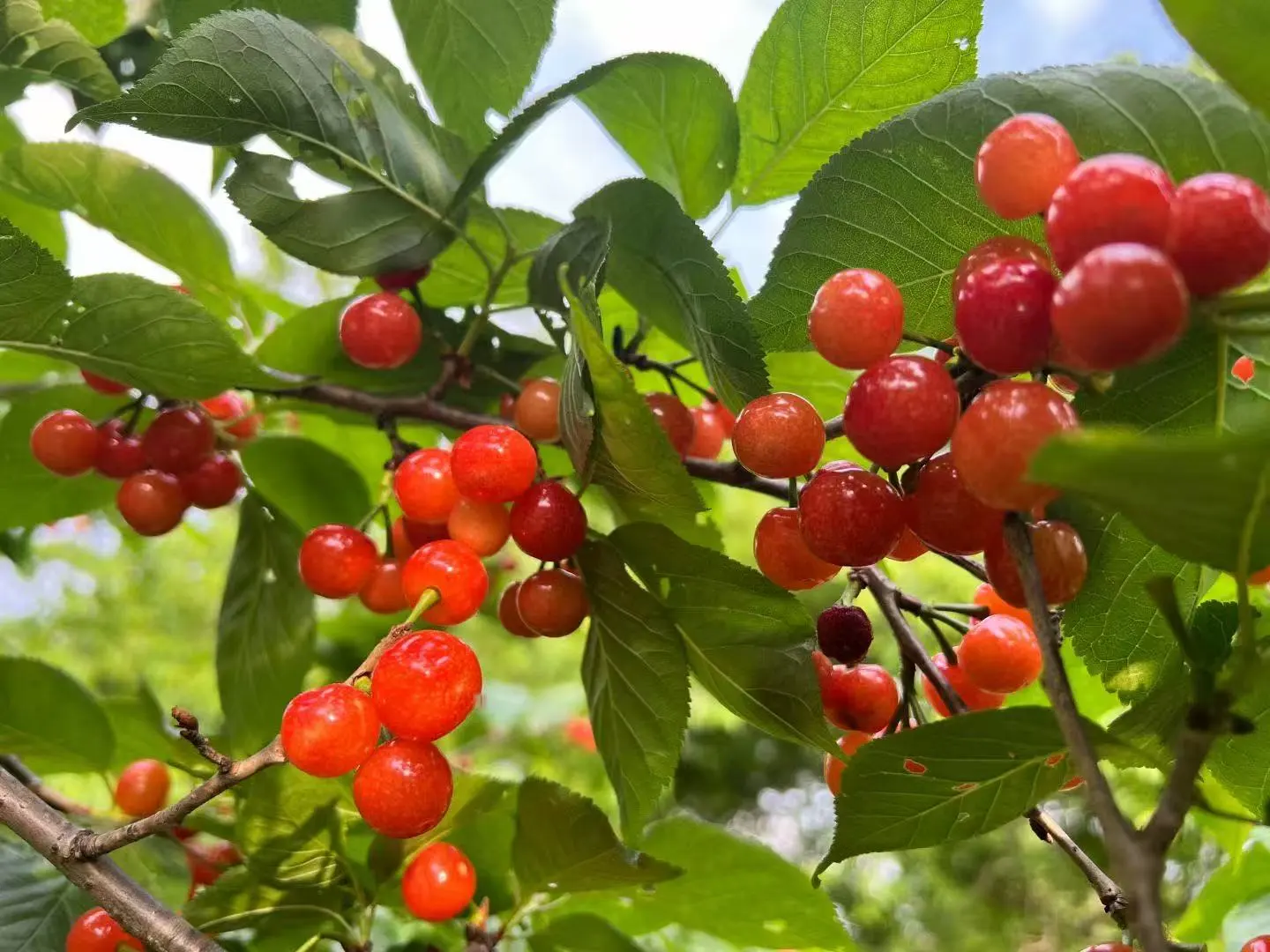 🌄成都出发德昌旅游攻略 | 入住峻豪酒店
