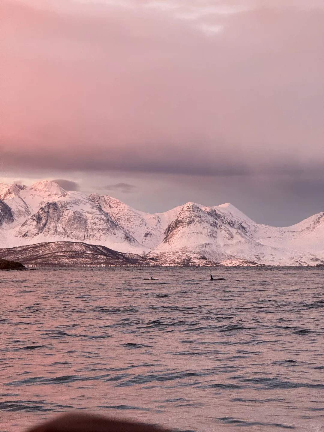 Live图的意义 极夜观鲸 画都不敢这么这么画