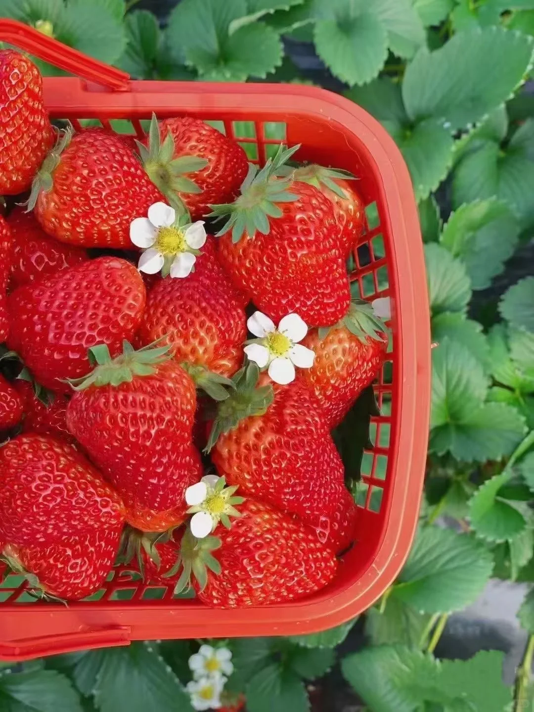 🌄成都出发德昌旅游攻略 | 入住峻豪酒店