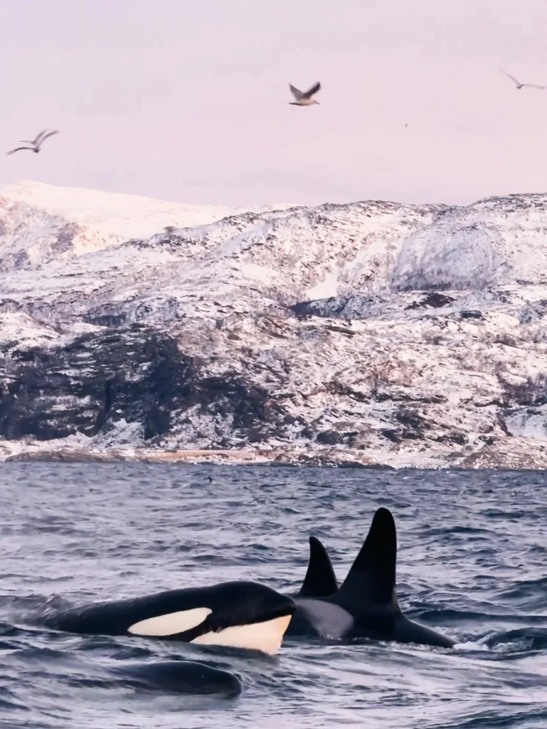 Live图的意义 极夜观鲸 画都不敢这么这么画