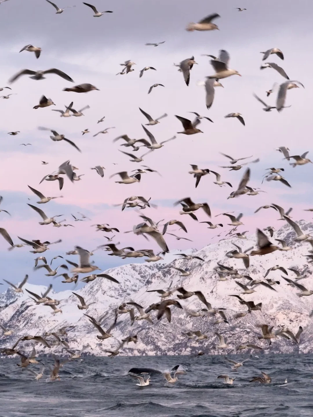 Live图的意义 极夜观鲸 画都不敢这么这么画