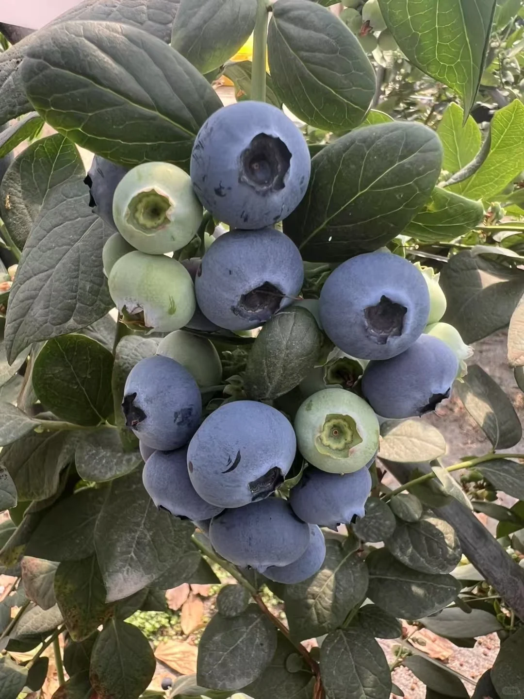 🌄成都出发德昌旅游攻略 | 入住峻豪酒店