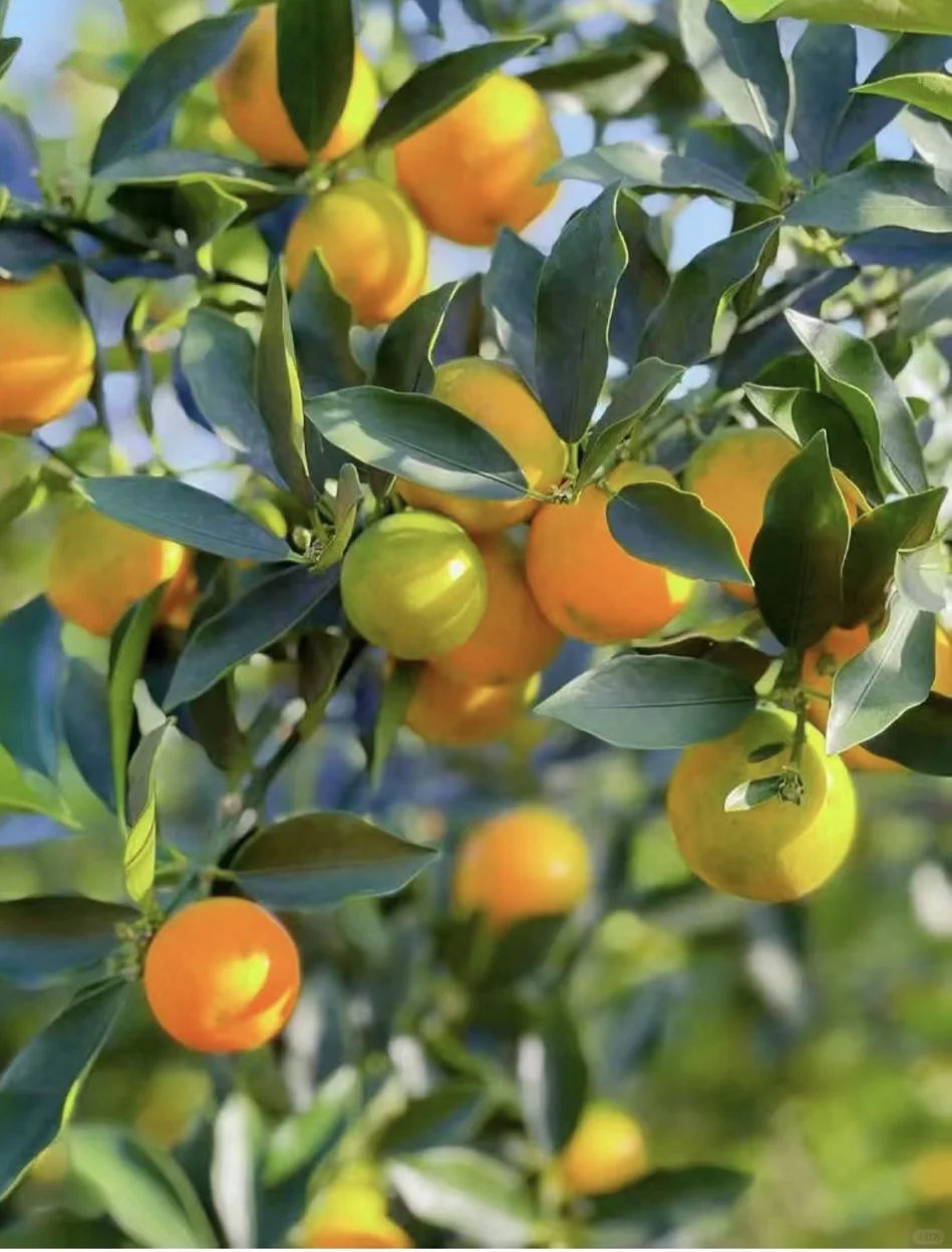 🌄成都出发德昌旅游攻略 | 入住峻豪酒店