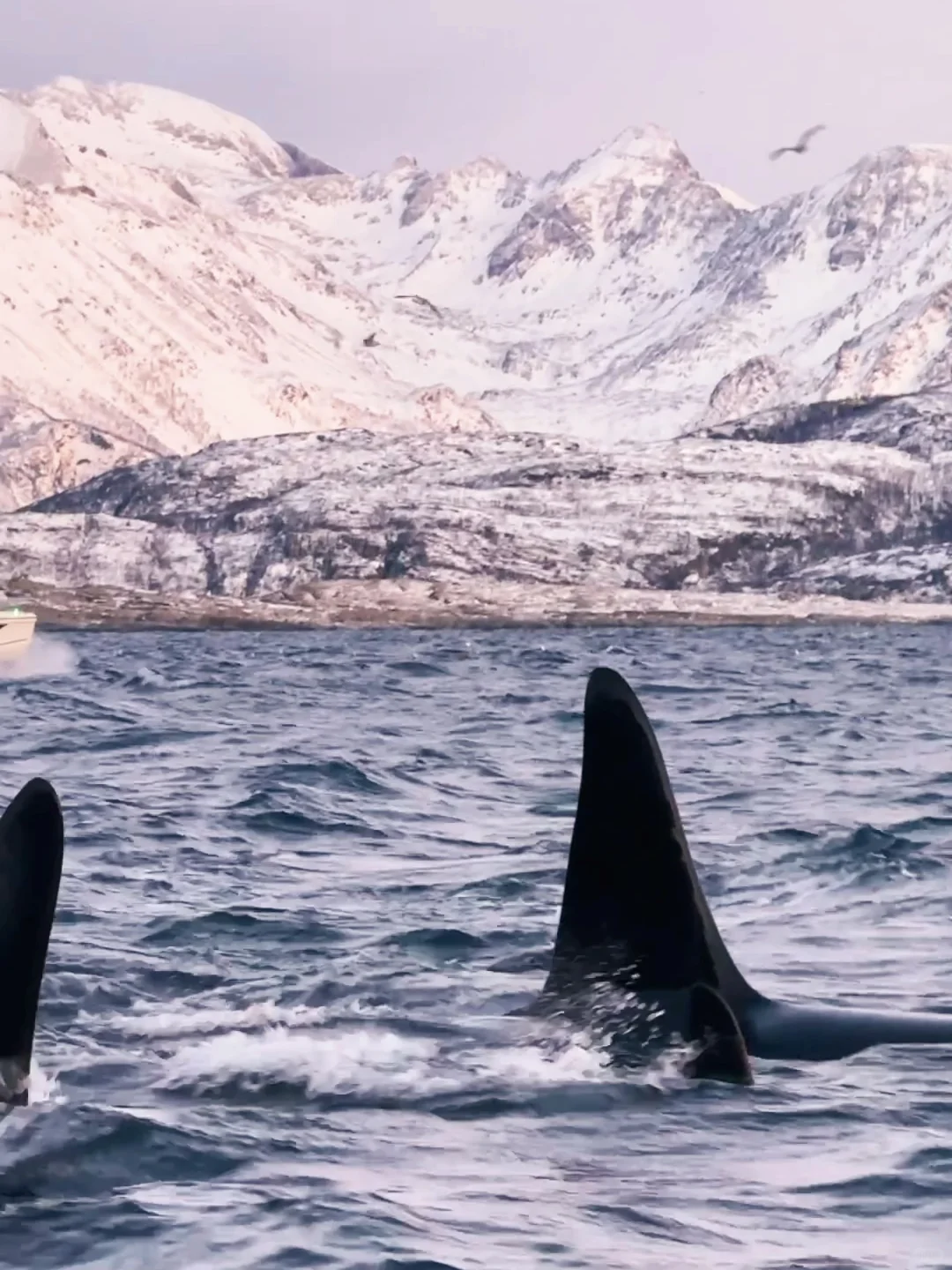 Live图的意义 极夜观鲸 画都不敢这么这么画