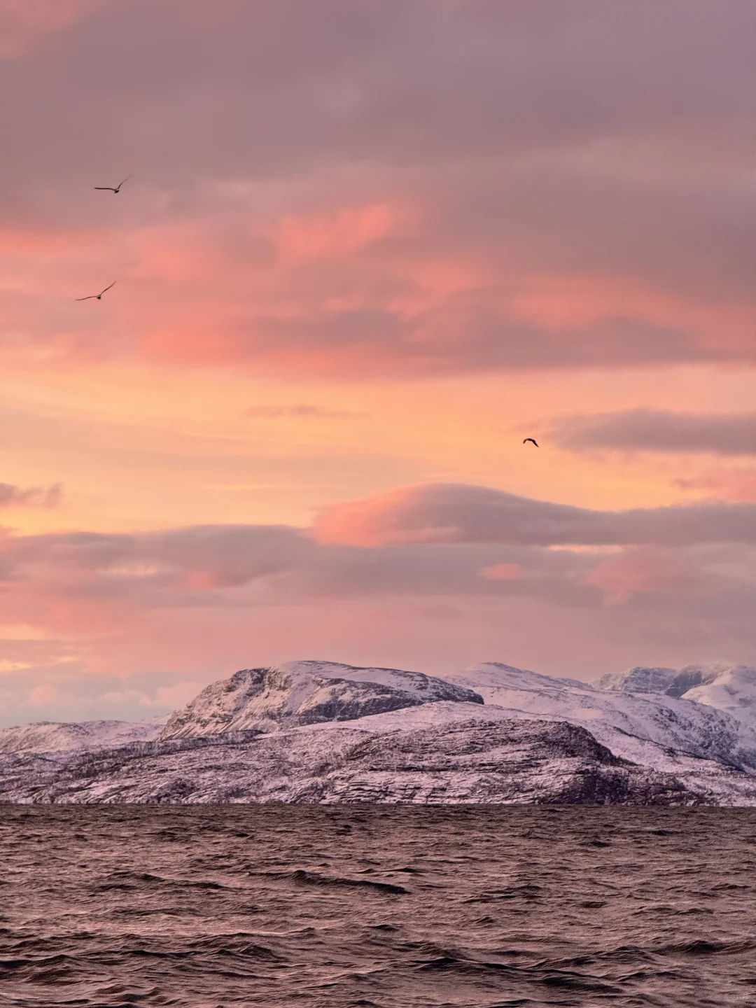 Live图的意义 极夜观鲸 画都不敢这么这么画