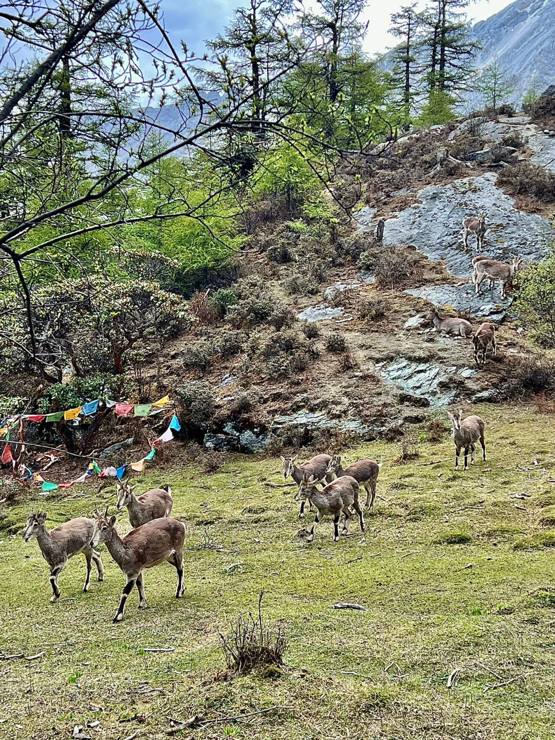 5.19稻城亚丁实况🌳从你的全世界路过…
