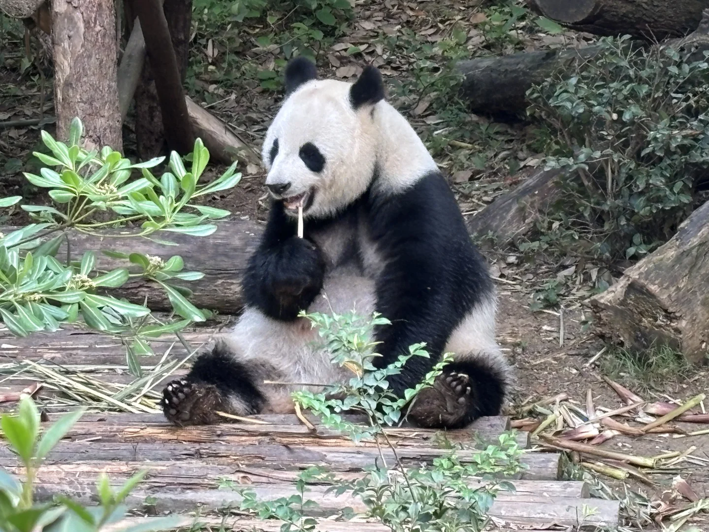 五一四川精华游：九寨沟四姑娘山熊猫基地三