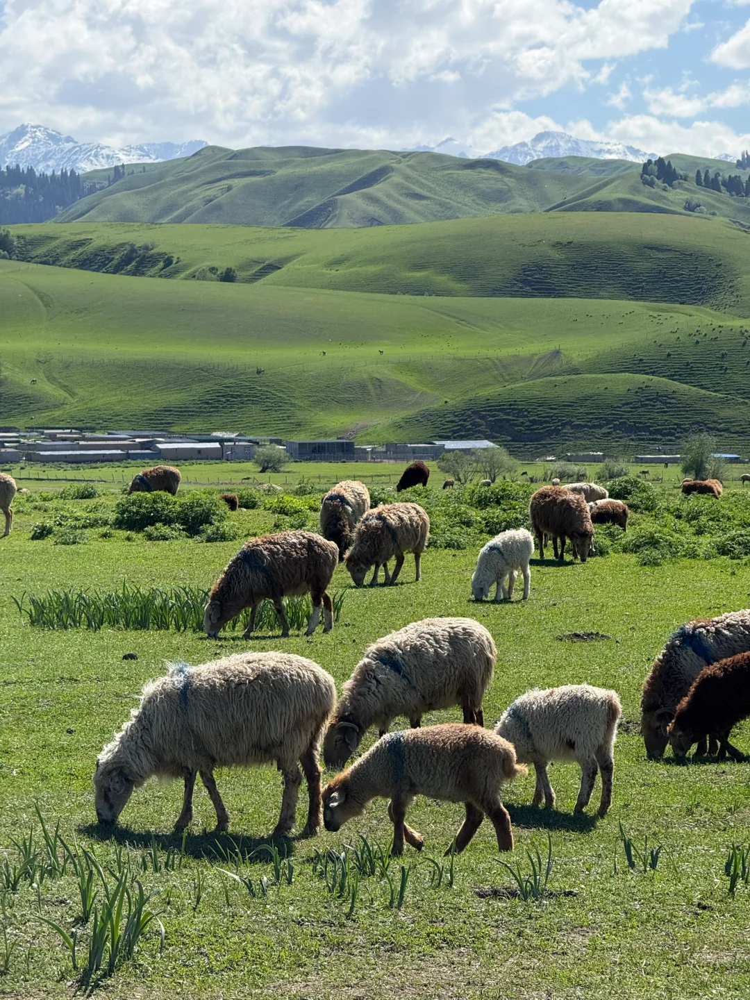 Live图的意义，我终于找到了梦中的那片草原