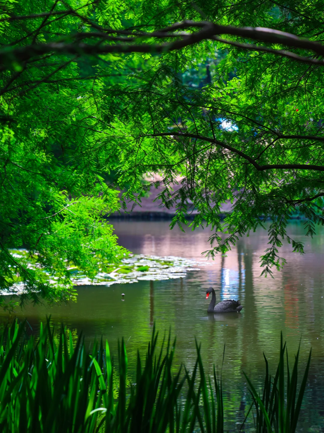 5.19实拍!南京水杉林新发现!不花钱攻略