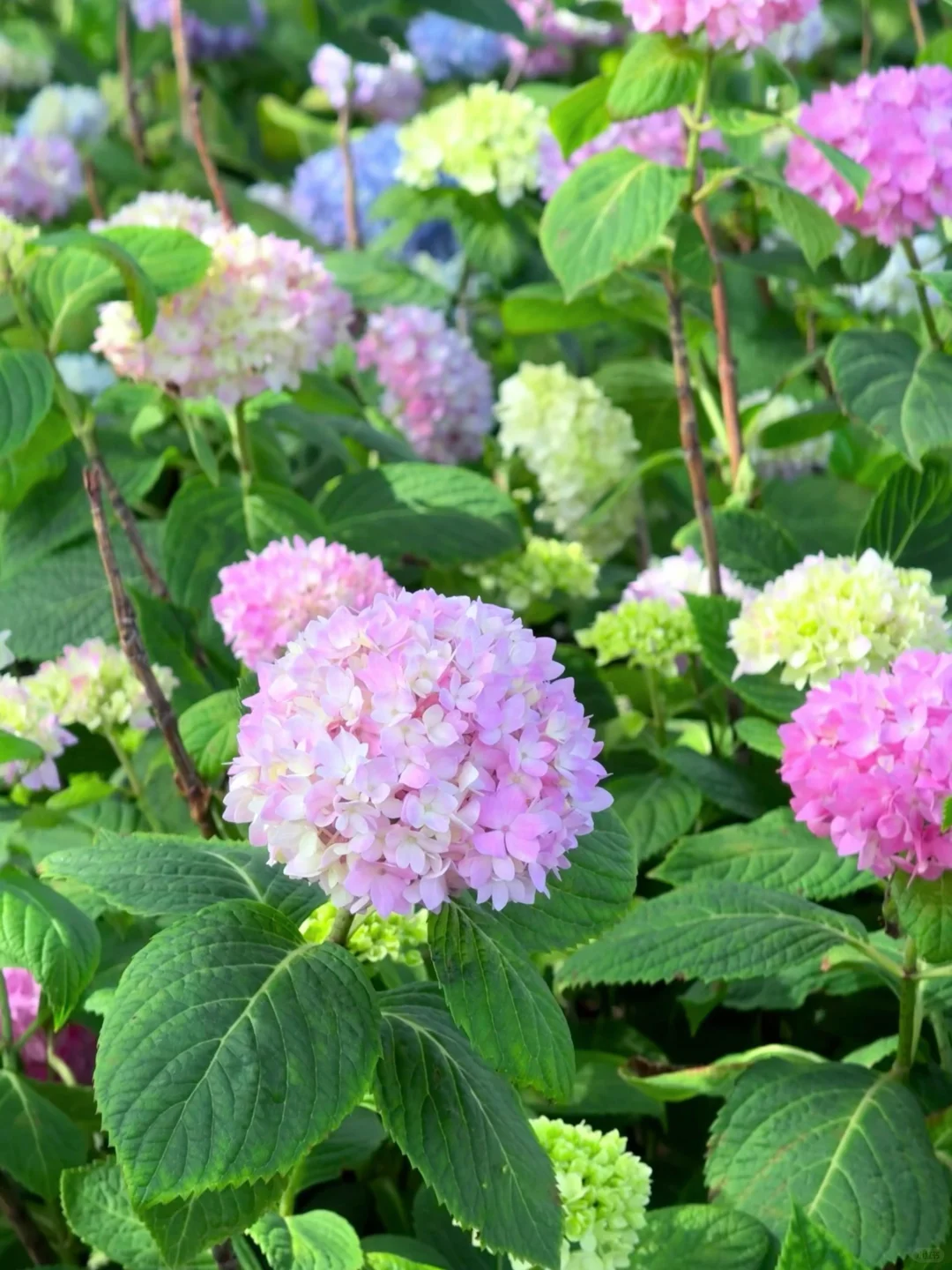 5.19live实拍💙金鸡湖畔开满无尽夏的浪漫💜