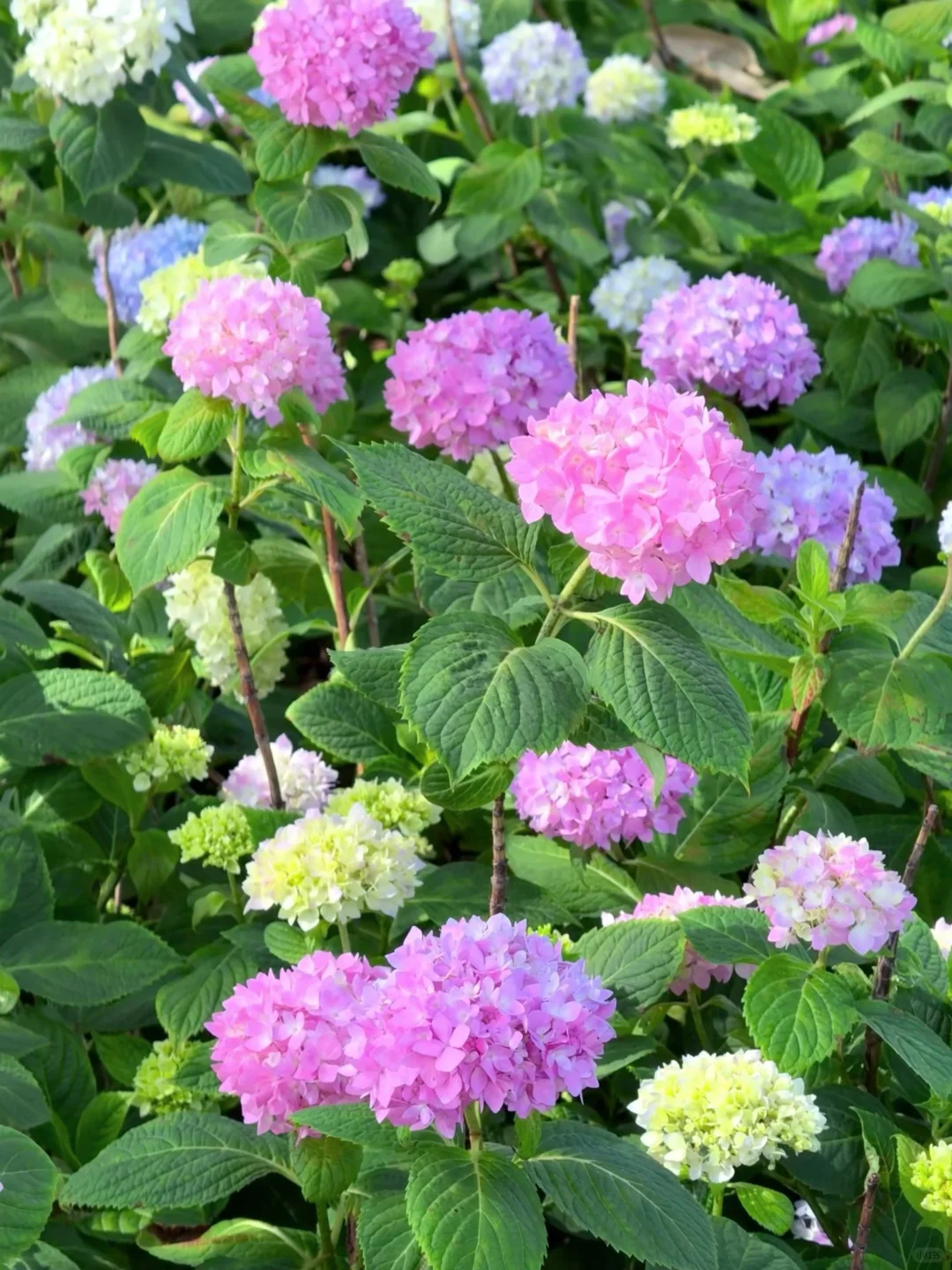 5.19live实拍💙金鸡湖畔开满无尽夏的浪漫💜