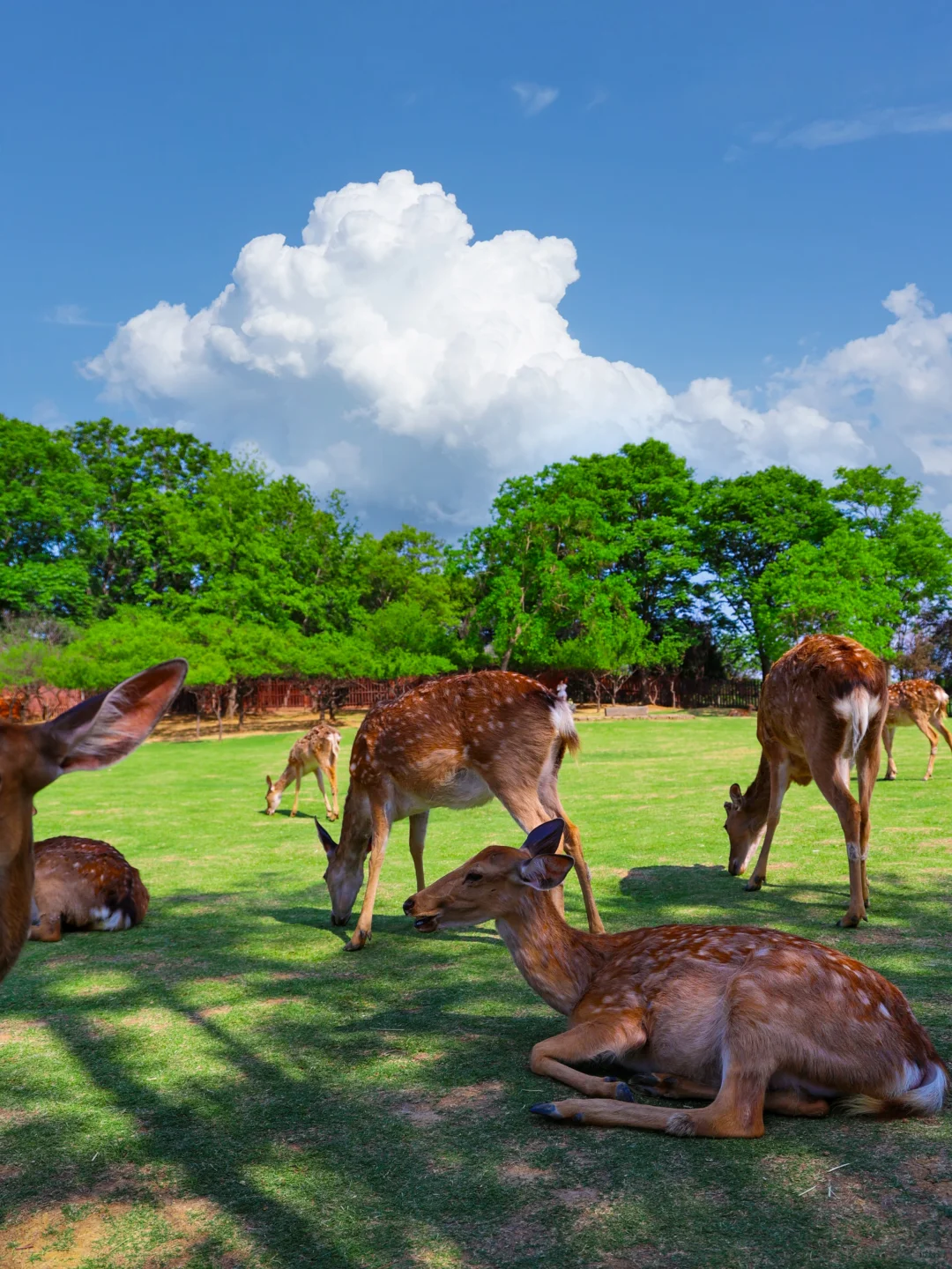 5.19实拍!南京水杉林新发现!不花钱攻略