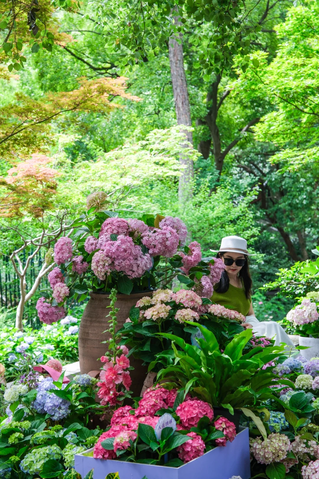 今年的绣球花展，吴山天风赢麻了！🌸